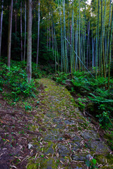 熊野古道伊勢路　大吹峠