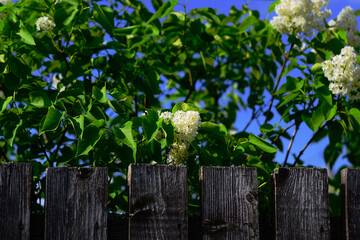 flowers on a fence