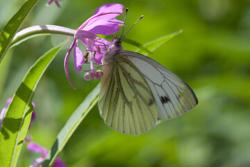 A brimstone butterfly on a puple flower