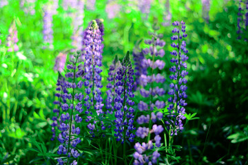 lavender flowers in the garden