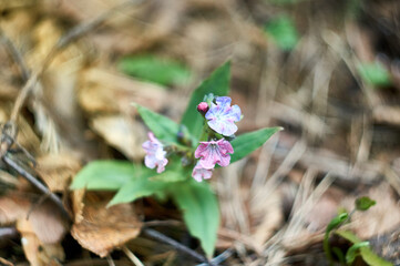 early spring wild flowers of the forest