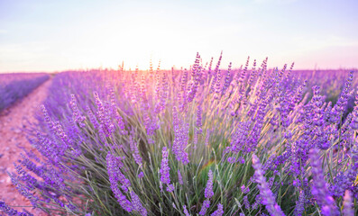 Beautiful blossoming lavender closeup background in soft violet color with selective focus, copy space for your text. Valensole lavender fields, Provence, France.