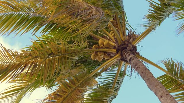 Bottom view shoot of beautiful palm trees with coconuts on the tropical island during summer vacation exotical paradice. Bottom view on palm trees against the background of blue sky with white clouds.