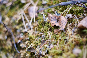 Beautiful green moss on the forest ground close up