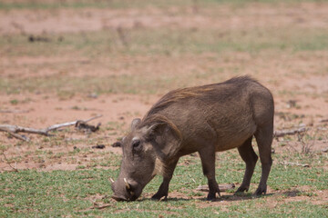 Common warthog (Phacochoerus africanus) peacefully grazing in a field in Kruger, South Africa with bokeh