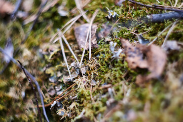 Beautiful green moss on the forest ground close up