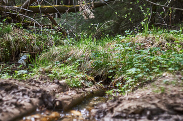 Fototapeta premium small forest stream on a Sunny day