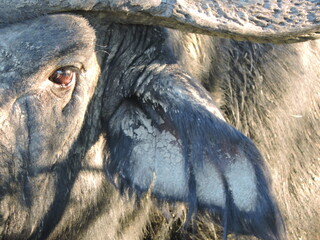 Big Buffalo bull. Face Close up
