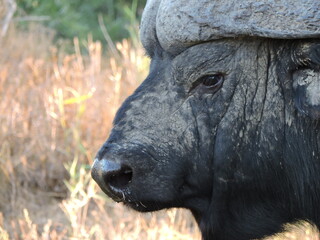 Big Buffalo bull. Face Close up