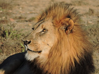 Beautiful Male Lion face close up