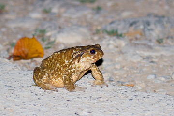 Obraz premium Common toad looking for food at night