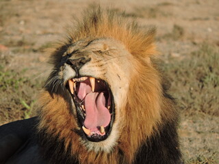 Beautiful Male Lion yawning and exposing teeth