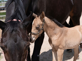 A little yellow foal standing next to the mother, during the day with a countryside landscape