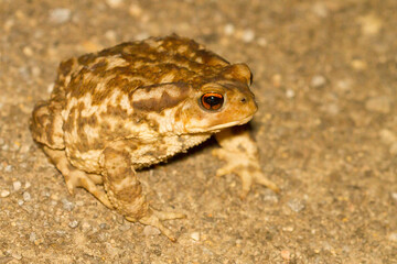 Sapo común (Bufo spinosus) inflado en posición de defensa.
