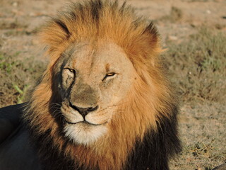 Beautiful Male Lion face close up