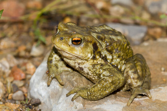 Sapo com&uacute;n (Bufo spinosus) sobre la roca en posici&oacute;n de alerta.