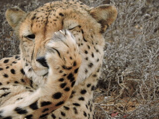 Cheetah face close up in Africa