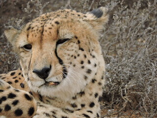 Cheetah face close up in Africa