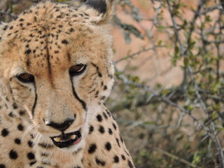 Naklejka na ściany i meble Cheetah face close up in Africa