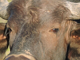 Young Buffalo face close up.