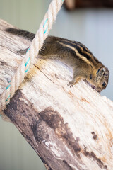 A striped rodents marmots chipmunks squirrel spotted on a tree trunk on hunting mood. Animal behavior themes. Focus on eye