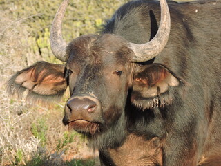 Young Buffalo face close up.