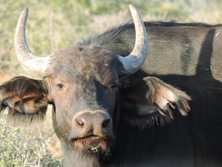 Young Buffalo face close up.