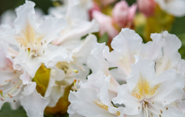 Fototapeta na wymiar Blooming beautiful white flower of Rhododendron Cunningham's White in spring garden. Gardening concept. Floral background