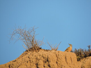 Ground Woodpecker in typical habitat
