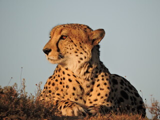 Cheetah looking out over the African Plains 