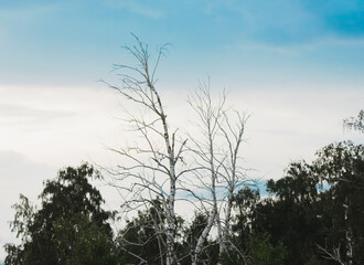 Obraz na płótnie Canvas dry trees among green trees at summer twilight