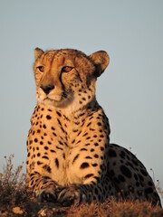 Cheetah looking out over the African Plains 
