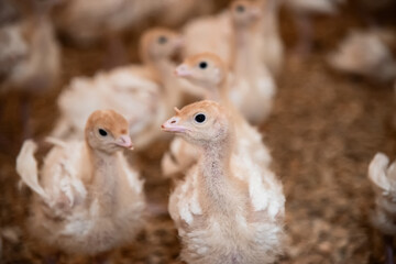 curious baby turkey with beak trimmed at the chicken farm. raise animals for meat. Thanksgiving turkey growing conditions