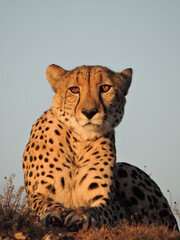 Cheetah looking out over the African Plains 
