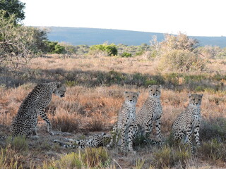 Cheetah family in the African Plains