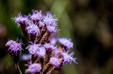 Closeup selective focus shot of purple flower cocoons in the daylight