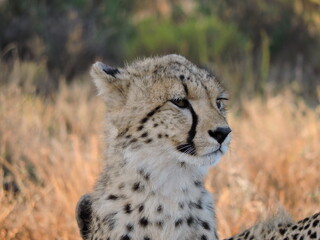 Young Cheetah close up in the African plain