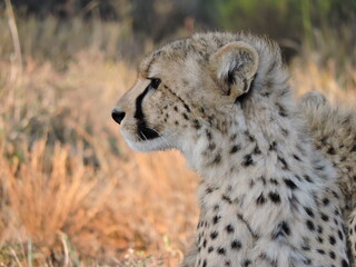 Young Cheetah close up in the African plain