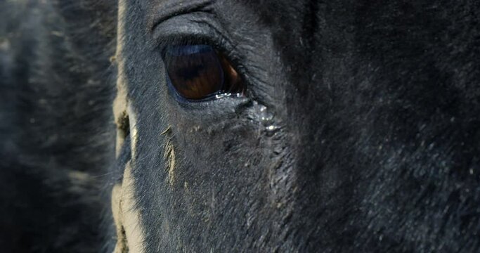 Horses eye fixates towards camera - extreme close up