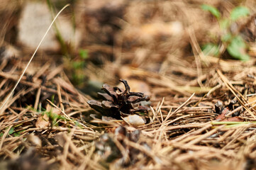 Fir cones on the forest with intentional shallow depth of field