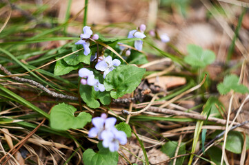 early spring wild flowers of the forest