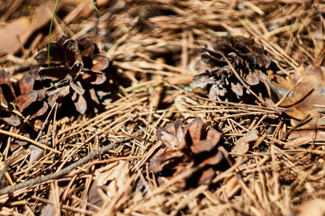 Fir cones on the forest with intentional shallow depth of field