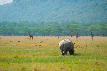 Naklejka premium Wild black rhino and giraffes