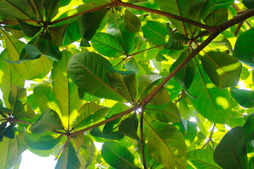 View from under the tree looking beautiful green leaves with sunlight coming out from the leaves