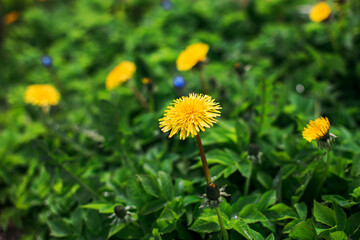yellow dandelions on green grass