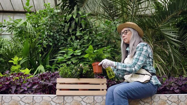 Likable busy senior woman in workwear sitting in the greenhouse and spraying leaves of plants with water