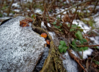 orange mushrooms on a stump in winter, Moscow