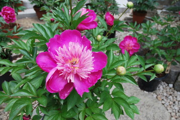 濃いピンク色の大きな花