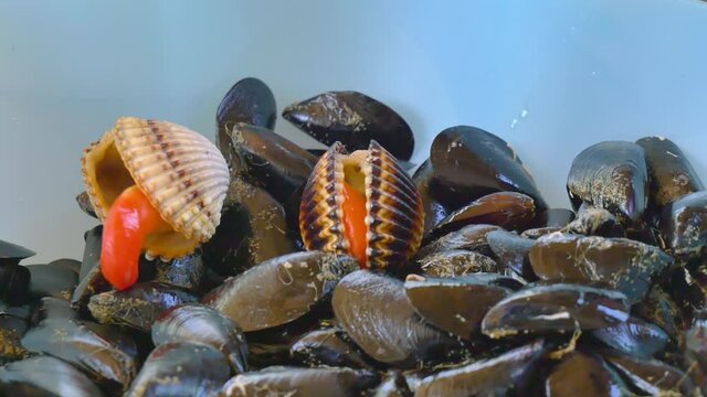 Big seashell trying to escape out of plastic bowl. Female hands cleaning and preparing mussels for cooking.