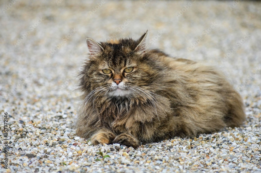 Sticker closeup shot of a domestic long-haired cat lying on the ground